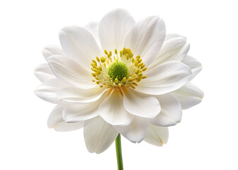 Fototapeta premium white flower png image on transparent background
