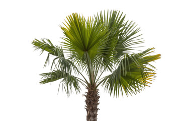 A detailed close-up of a palm tree's crown, isolated on a transparent background. background removed