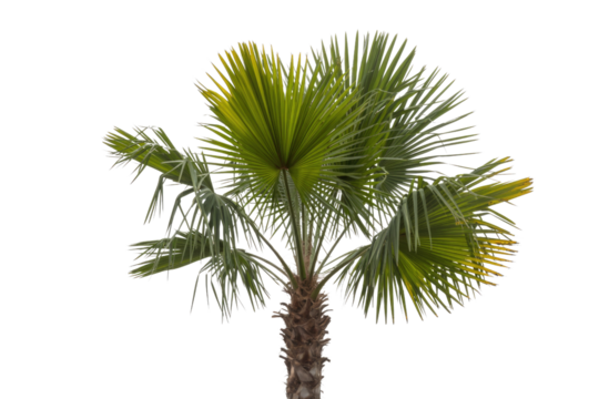 A detailed close-up of a palm tree's crown, isolated on a transparent background. background removed