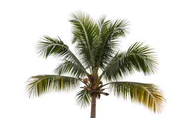 Fototapeta premium A lush green coconut palm tree with fronds, isolated on a transparent background. background removed