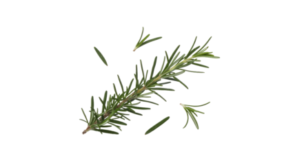 A sprig of rosemary with detached needles on a transparent background. background removed