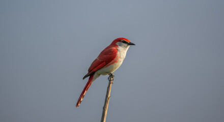Red Bird