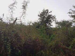 Scenic view of nature along a rural road after a rainy day