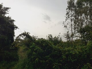 Scenic view of nature along a rural road after a rainy day