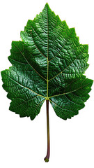 Fototapeta premium Close-up of a vibrant green grape leaf. Deep veins, textured surface, sharply defined edge