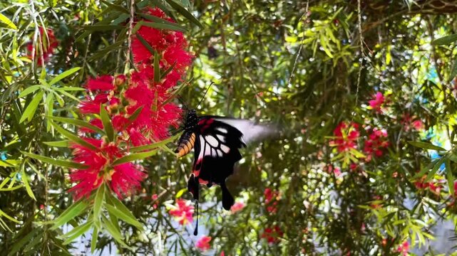 The large butterfly Papilio memnon collects nectar from the red flowers of the callistemon, participating in the pollination of plants in nature.