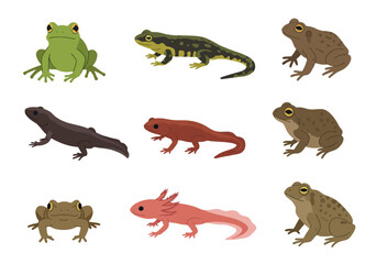 A collection of nine amphibian illustrations of frogs toads and salamanders