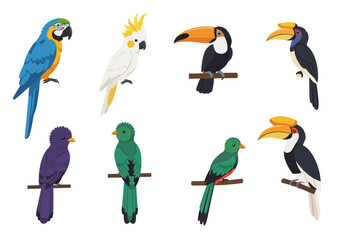 Eight vibrant birds including toucans parrots and quetzals are arranged in two rows on a white backdrop