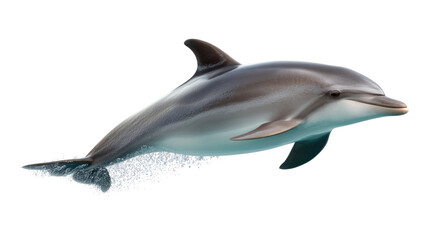 Obraz premium Majestic Dolphin in Pristine Waters: An image showcasing the graceful form of a dolphin, captured in the moment with a touch of aquatic charm.
