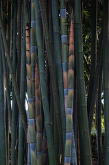 Close Up of Colorful Bamboo Stalks