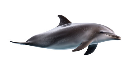 Naklejka premium Graceful Dolphin: A sleek dolphin gracefully glides through the pristine waters, captured in a striking, high-definition shot, evoking a sense of wonder and freedom.