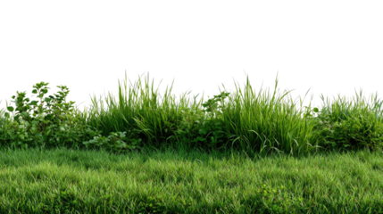 Lush Green Meadow: A vibrant scene of a field, with lush green grass, showcasing the vitality of nature.
