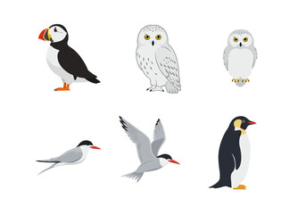Six birds depicted puffin 2 owls 2 terns and penguin against a white background