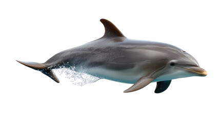 Obraz premium Aquatic Grace: A mesmerizing view of a dolphin gracefully navigating through the ocean, capturing its streamlined form and playful energy in a display of aquatic elegance.