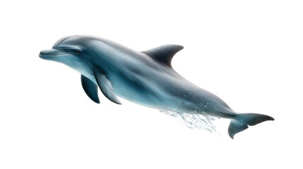 Fototapeta premium Ocean's Grace: Capturing a mesmerizing moment of a graceful dolphin leaping through the sea, embodying freedom and the wonders of marine life.