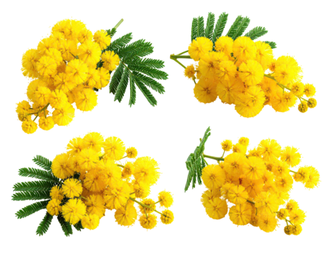 Four vibrant bunches of bright yellow flowers, likely mimosa, arranged in a grid pattern against a stark black background. 