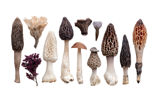 Assorted wild mushrooms in a horizontal row