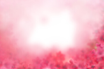 Pink Floral Border with White Irregular Shape frame