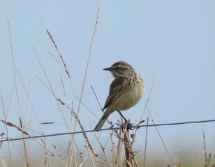 Small bird perched on a wire