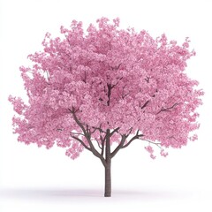 Obraz premium Pink blossom tree, full bloom, isolated on white