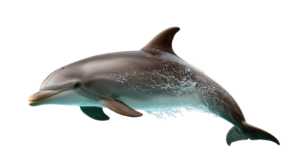 Graceful Dolphin Portrait: A solitary, sleek dolphin glides through the sea, its smooth form and serene expression evoking a sense of peace and wonder, perfect for nature enthusiasts.