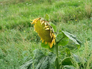 Mature Sunflower with Seed Head on a green meadow in a natural setting. Copyspace.