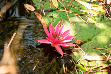 Pink water lilies bloom in garden pond