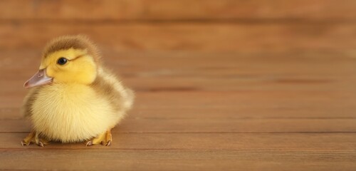 Cute duckling on wooden background with space for text