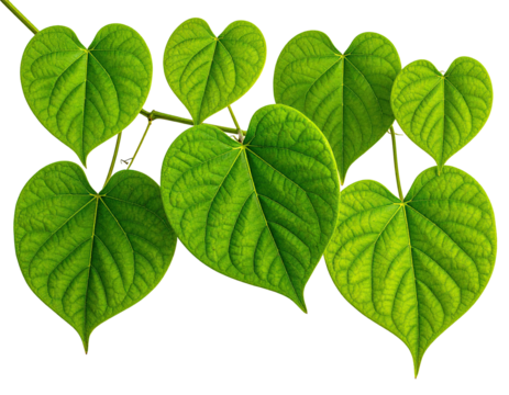 Close-up of vibrant green heart-shaped leaves on a branch (1)