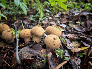 prickly puffball mushrooms in the forest