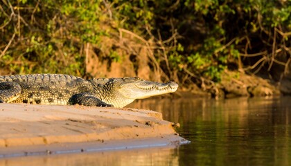 Naklejka premium Crocodile resting on riverbank