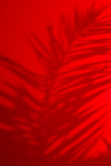 Creative abstract background with palm leaf shadow on red. Minimal tropical style for modern design concepts.   © Iana Kunitsa