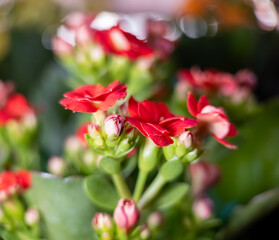 Close up of blooming red kalanchoe flowers with green leaves in soft focus