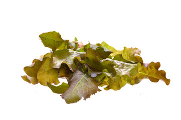 salad isolated on white background