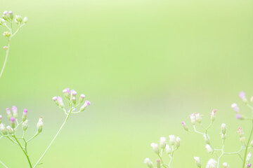 Beautiful blurred background nature with a soft focus. wallpaper concept, among green leaves and other blossom blur background.	
