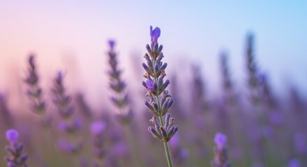 Naklejka premium lavender flowers in the field