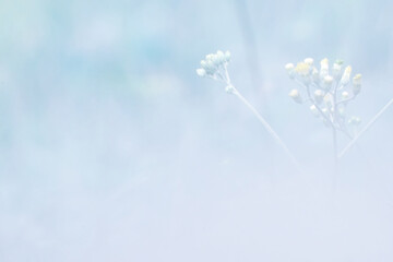 Beautiful blurred background nature with a soft focus. wallpaper concept, among green leaves and other blossom blur background.	