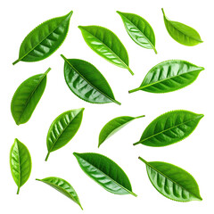 Fresh tea leaves arranged in a grid pattern