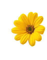 Close-up of a bright yellow flower with a dark center.  Its petals are smooth and slightly overlapping, creating a rounded shape.  A red outline highlights the flower's edge against a black background