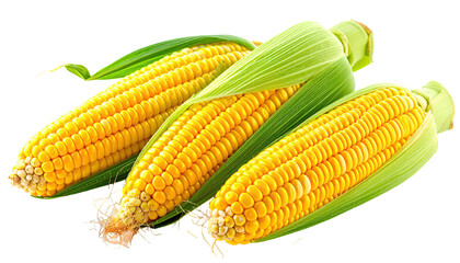 Three yellow corn cobs, fresh and whole, with vibrant green leaves