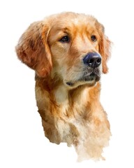 Painterly head portrait of Golden Retriever in warm tones, calm companion symbolizing loyalty, trust, and gentle temperament