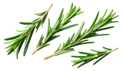 Obraz premium Fresh rosemary sprigs, close-up (1)