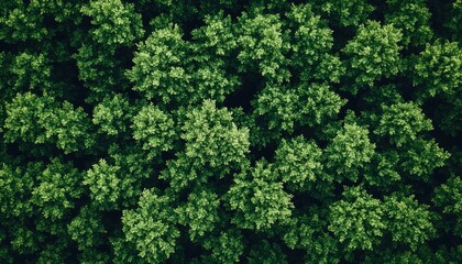 Dense forest canopy view from above. Lush green trees