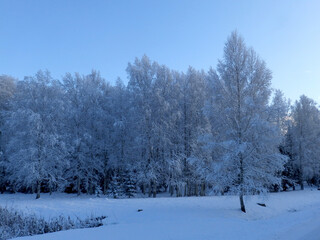 wonderful landscape from a winter morning, blue hour, trees covered with fresh snow, peace and quiet in nature