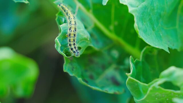 A caterpillar crawls on cabbage leaves and eats the leaves, close-up. Pests in the garden harm vegetables