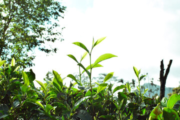 Tea leaves in closeup photo. Fresh Green tea tree leaves in eco herbal farm. Tree tea plantations in morning sunlight. Drinking organic tea relax heath plant. Green tea trees with two leaves and a bud