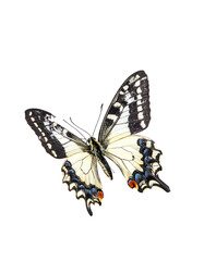 Obraz premium A detailed close-up of a butterfly in flight, showcasing its creamy-white body, black and white patterned wings, and small red eye spots