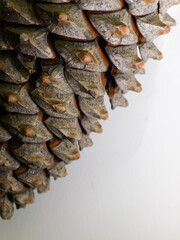 Closeup of pine cone scales showing detailed texture and natural colors