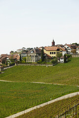 The panorama of Saint Saphorin village and Lake Geneva, Switzerland