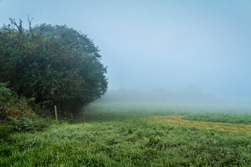 Atmospheric Irish countryside with foggy field, rich dew grass, and shadowed hedge.
